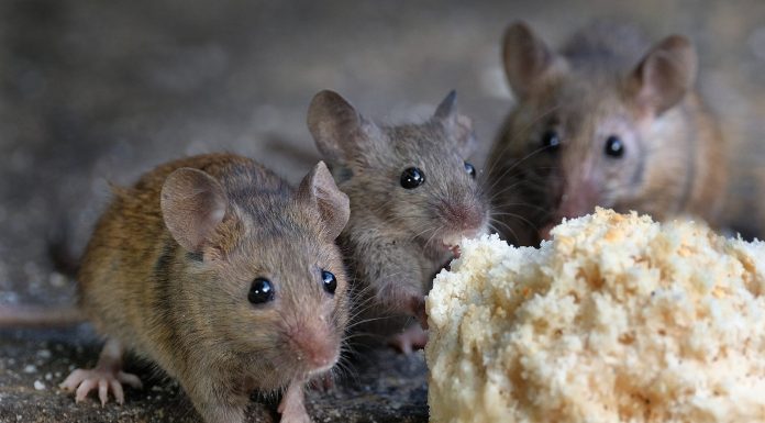6 Ways To Get Rid Of Mice Without Killing Them.