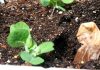 7 Helpful Ways To Use Tea Bags In Your Garden