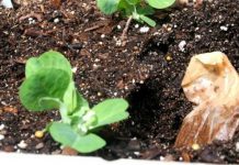 7 Helpful Ways To Use Tea Bags In Your Garden