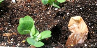 7 Helpful Ways To Use Tea Bags In Your Garden