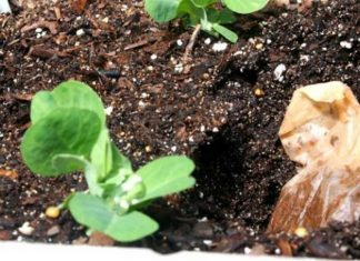 7 Helpful Ways To Use Tea Bags In Your Garden