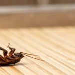 5 Easy-Peasy Ways To Rid Your Home Of Cockroaches