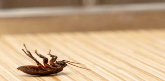 5 Easy-Peasy Ways To Rid Your Home Of Cockroaches