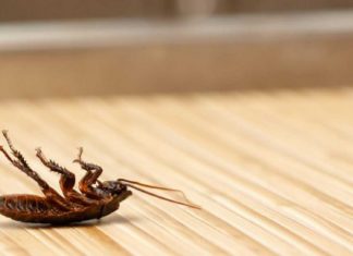 5 Easy-Peasy Ways To Rid Your Home Of Cockroaches