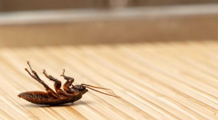 5 Easy-Peasy Ways To Rid Your Home Of Cockroaches