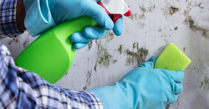 4 Ways To Get Rid Of Mold Without Needing A Professional - Cleaning & Household 2024 | PopcornTime