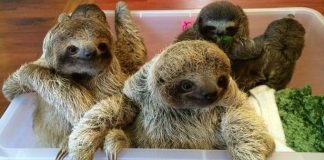 BABY SLOTHS CAPTURED ON FILM AND THE INTERNET CAN’T DEAL WITH THE CUTENESS