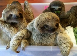 BABY SLOTHS CAPTURED ON FILM AND THE INTERNET CAN’T DEAL WITH THE CUTENESS
