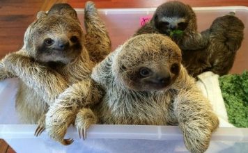 BABY SLOTHS CAPTURED ON FILM AND THE INTERNET CAN’T DEAL WITH THE CUTENESS