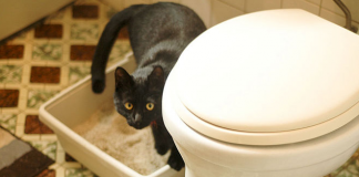 You’ll Never Have To Clean Your Cat Litter Box Again With This Simple Trick!