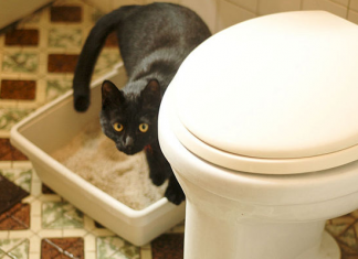 You’ll Never Have To Clean Your Cat Litter Box Again With This Simple Trick!