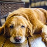 10 Telling Signs That Your Dog Is In Pain!