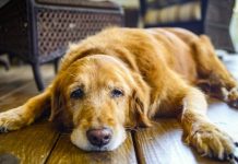 10 Telling Signs That Your Dog Is In Pain!