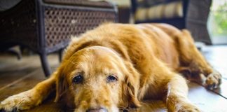 10 Telling Signs That Your Dog Is In Pain!