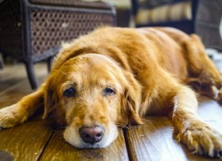 10 Telling Signs That Your Dog Is In Pain!