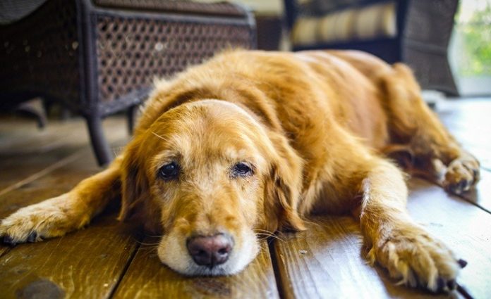 10 Telling Signs That Your Dog Is In Pain! - Health 2024 | PopcornTime