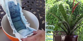 How To Keep Your Plants Watered Using Diapers!
