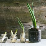Scallion-Growth_1-5-of-21