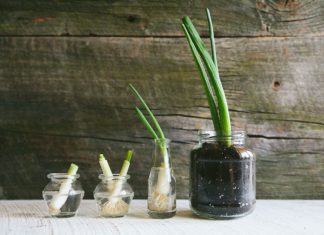 How to Re-Grow Green Onions