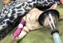 Important Information About Essential Oils And Cats