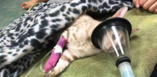 Important Information About Essential Oils And Cats