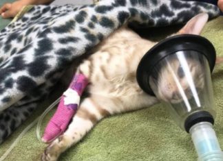 Important Information About Essential Oils And Cats