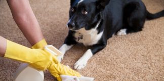 7 Tips To Remove Pet Urine Smell & Stains From Carpets.