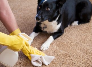 7 Tips To Remove Pet Urine Smell & Stains From Carpets.