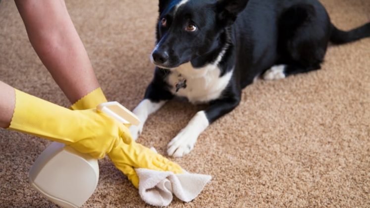 7-tips-to-remove-pet-urine-smell-stains-from-carpets-grandma-s-things