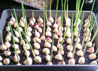 How To Grow An Endless Supply Of Garlic Right At Home!