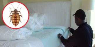 The 6 Favorite Hiding Places Of Bed Bugs.