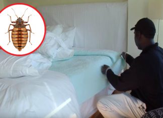The 6 Favorite Hiding Places Of Bed Bugs.