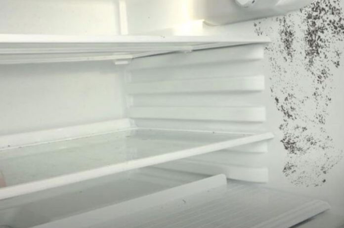 The fastest way to remove mold in the refrigerator - Cleaning & Household 2024 | PopcornTime