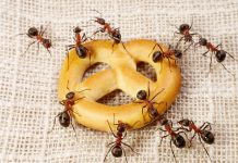5 Natural & Non-Toxic Ways To Keep Ants Out Of Your Kitchen