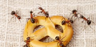 5 Natural & Non-Toxic Ways To Keep Ants Out Of Your Kitchen