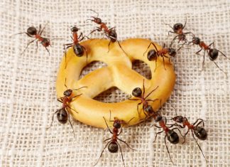 5 Natural & Non-Toxic Ways To Keep Ants Out Of Your Kitchen