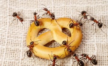 5 Natural & Non-Toxic Ways To Keep Ants Out Of Your Kitchen