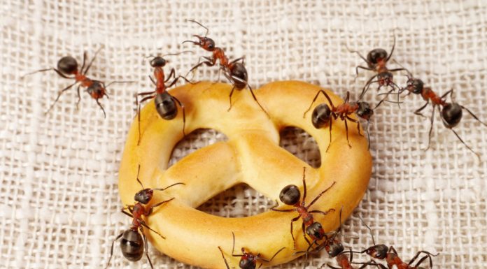 5 Natural & Non-Toxic Ways To Keep Ants Out Of Your Kitchen