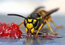 12 Simple & Effective Ways To Keep Wasps Away