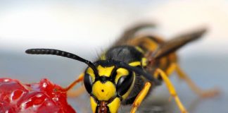 12 Simple & Effective Ways To Keep Wasps Away