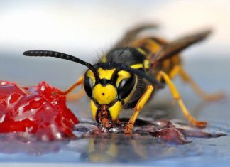 12 Simple & Effective Ways To Keep Wasps Away
