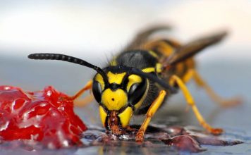 12 Simple & Effective Ways To Keep Wasps Away