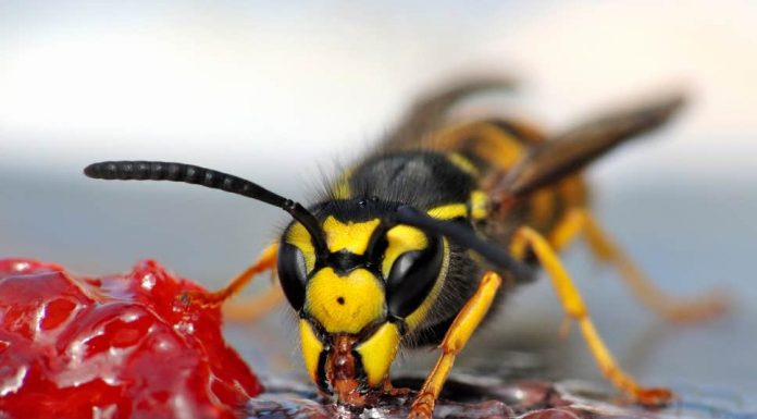12 Simple & Effective Ways To Keep Wasps Away
