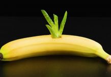 This Is Why You Should Put An Aloe Vera Plant In A Banana