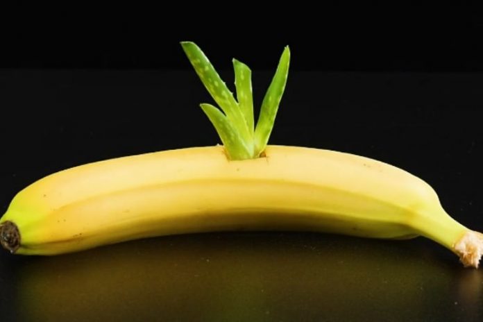 This Is Why You Should Put An Aloe Vera Plant In A Banana - Health 2024 | PopcornTime