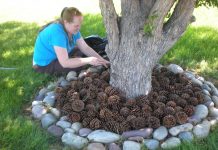 5 Surprising Ways To Use Pine Cones In Your Garden