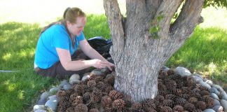 5 Surprising Ways To Use Pine Cones In Your Garden