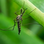 9 Natural Yet Effective Ways To Repel Mosquitoes