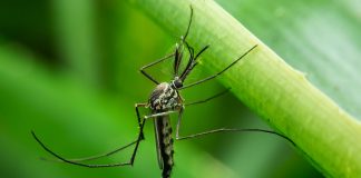 9 Natural Yet Effective Ways To Repel Mosquitoes