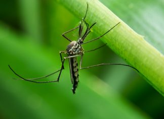 9 Natural Yet Effective Ways To Repel Mosquitoes